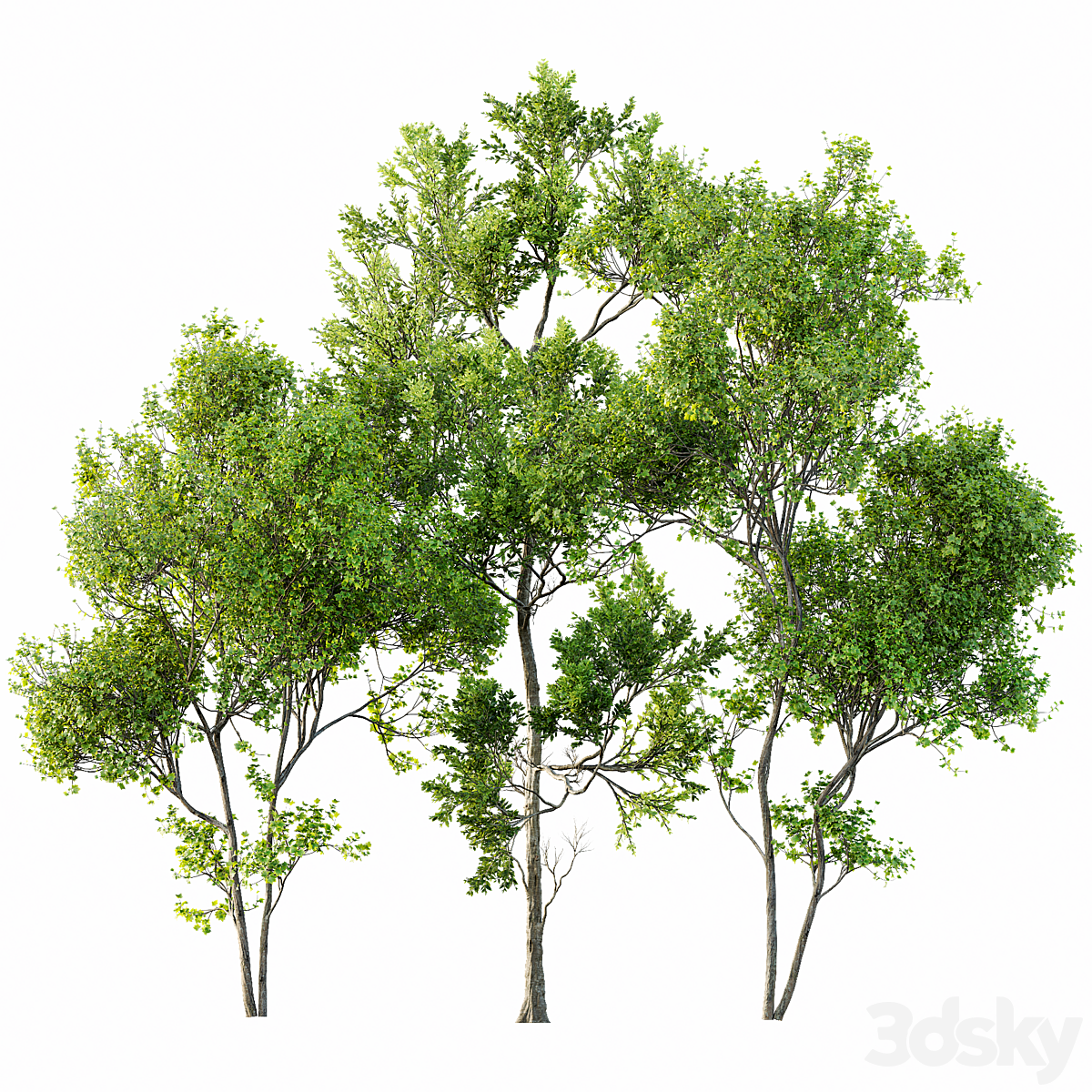 summer trees_小熊猫超级