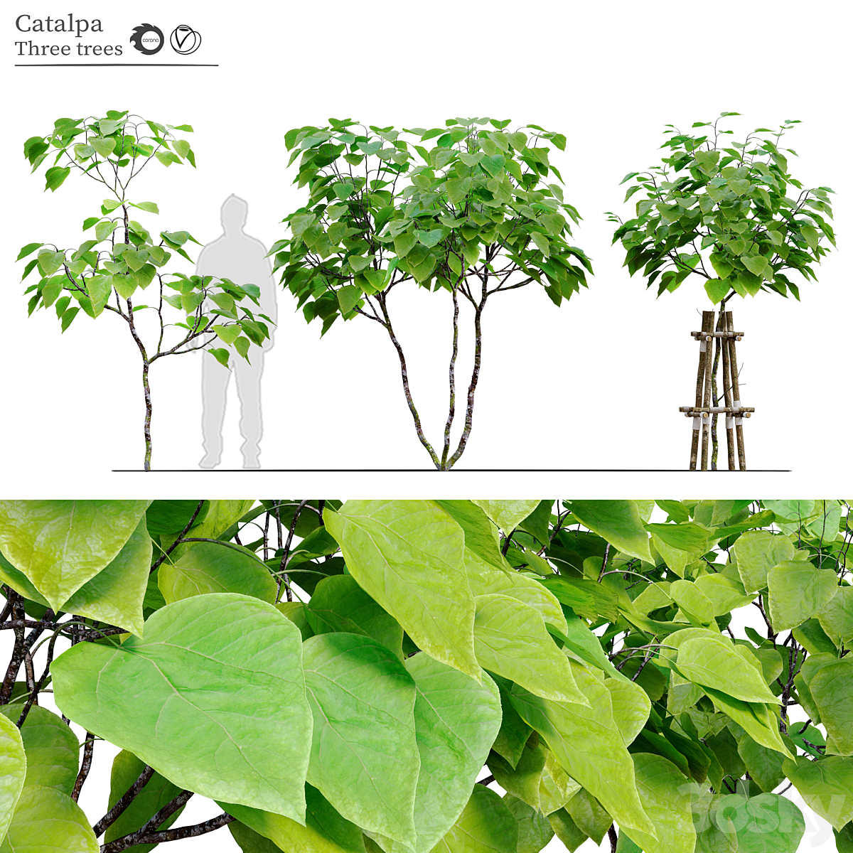 Catalpa tree_小熊猫超级