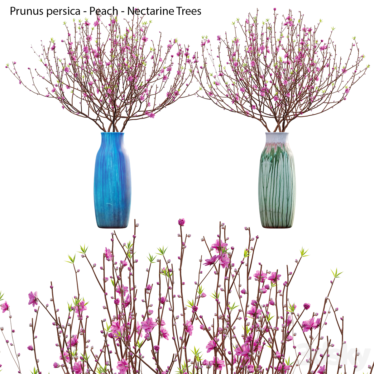 3DTree Prunus persica V6_小熊猫超级