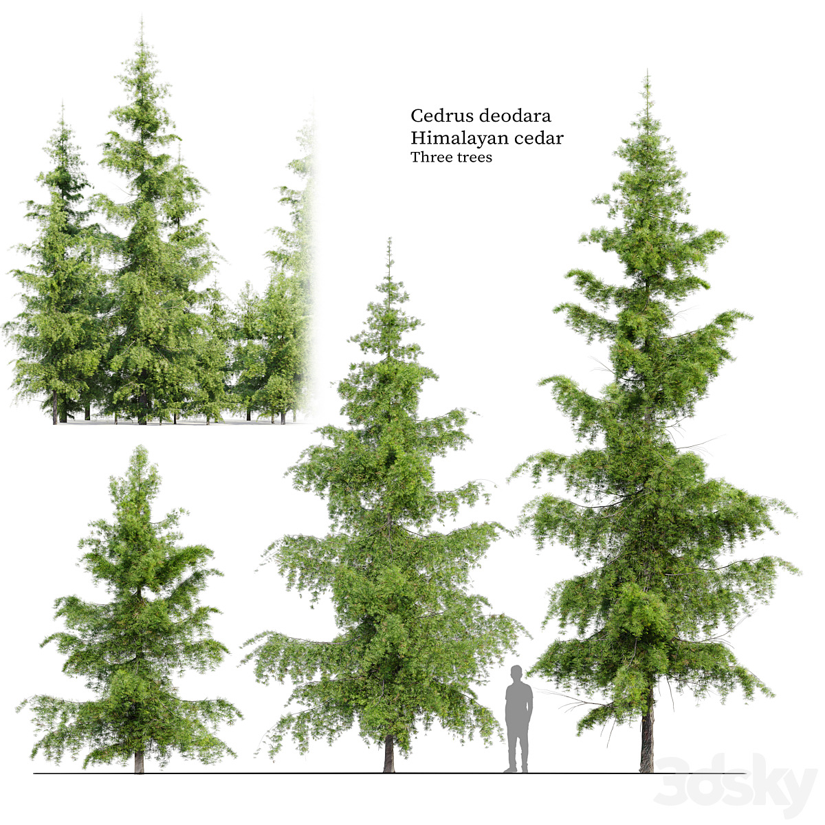 Cedrus Deodara_小熊猫超级