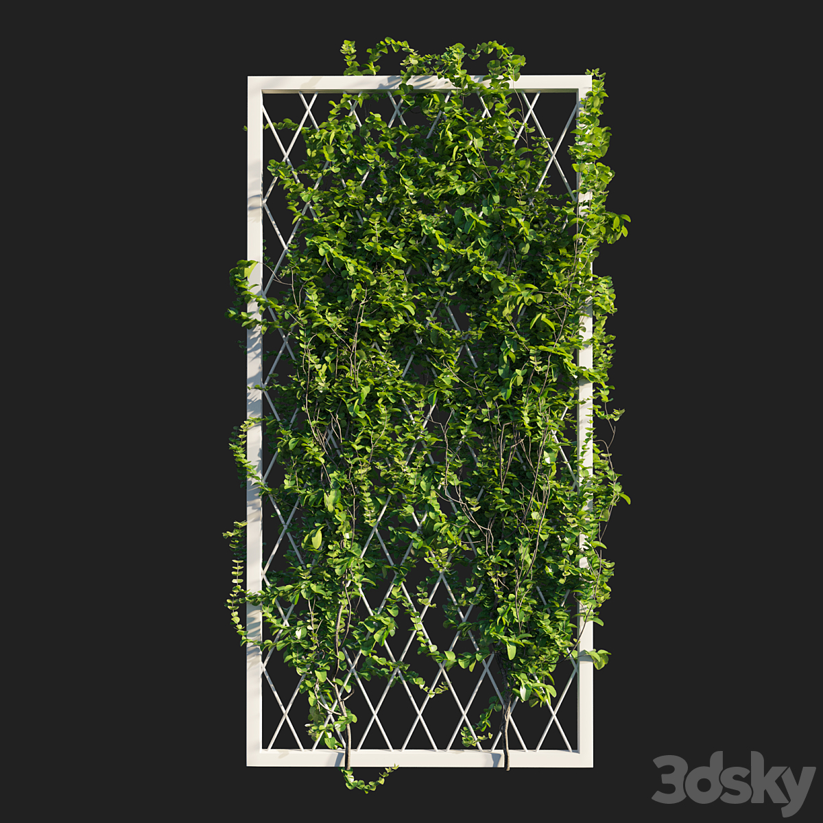 vines on wall 2013_小熊猫超级