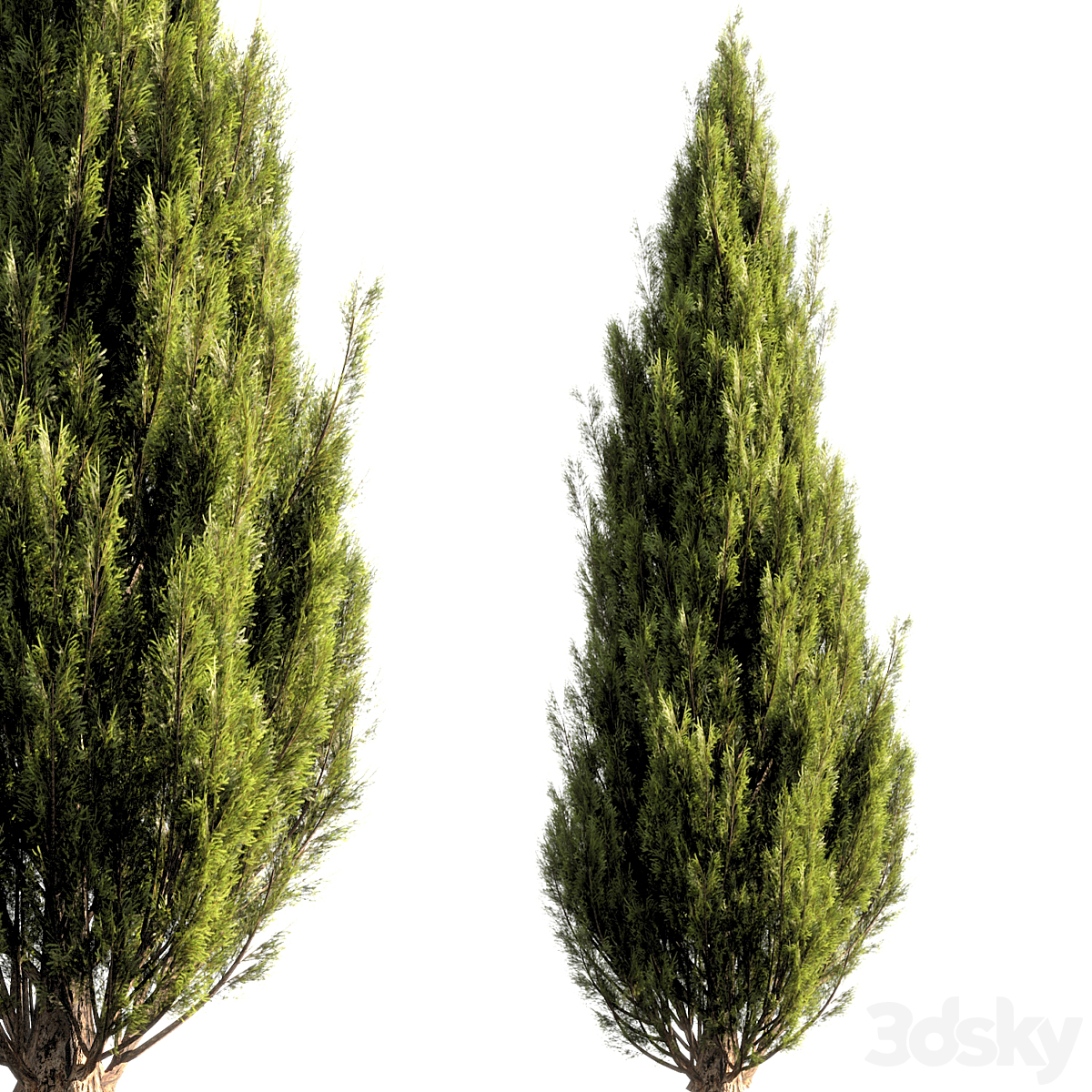 bush tree 016_小熊猫超级