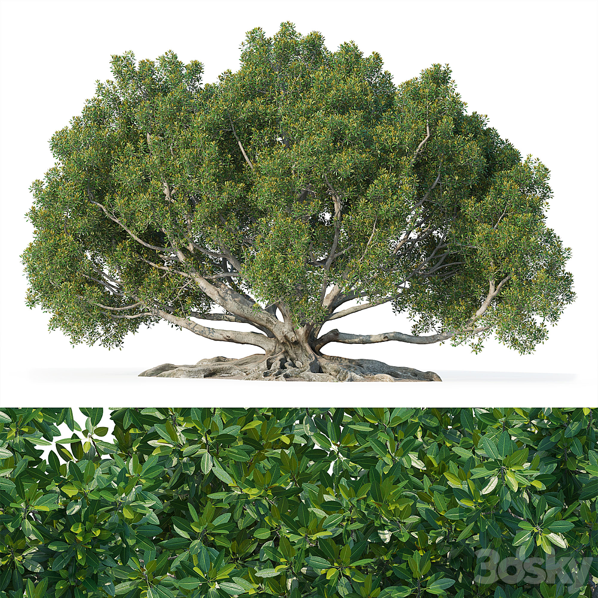 Moreton bay fig tree 1 2012_小熊猫超级