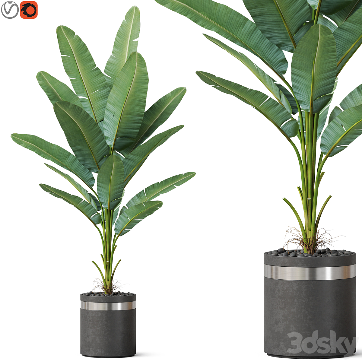 植物 820 max_小熊猫超级