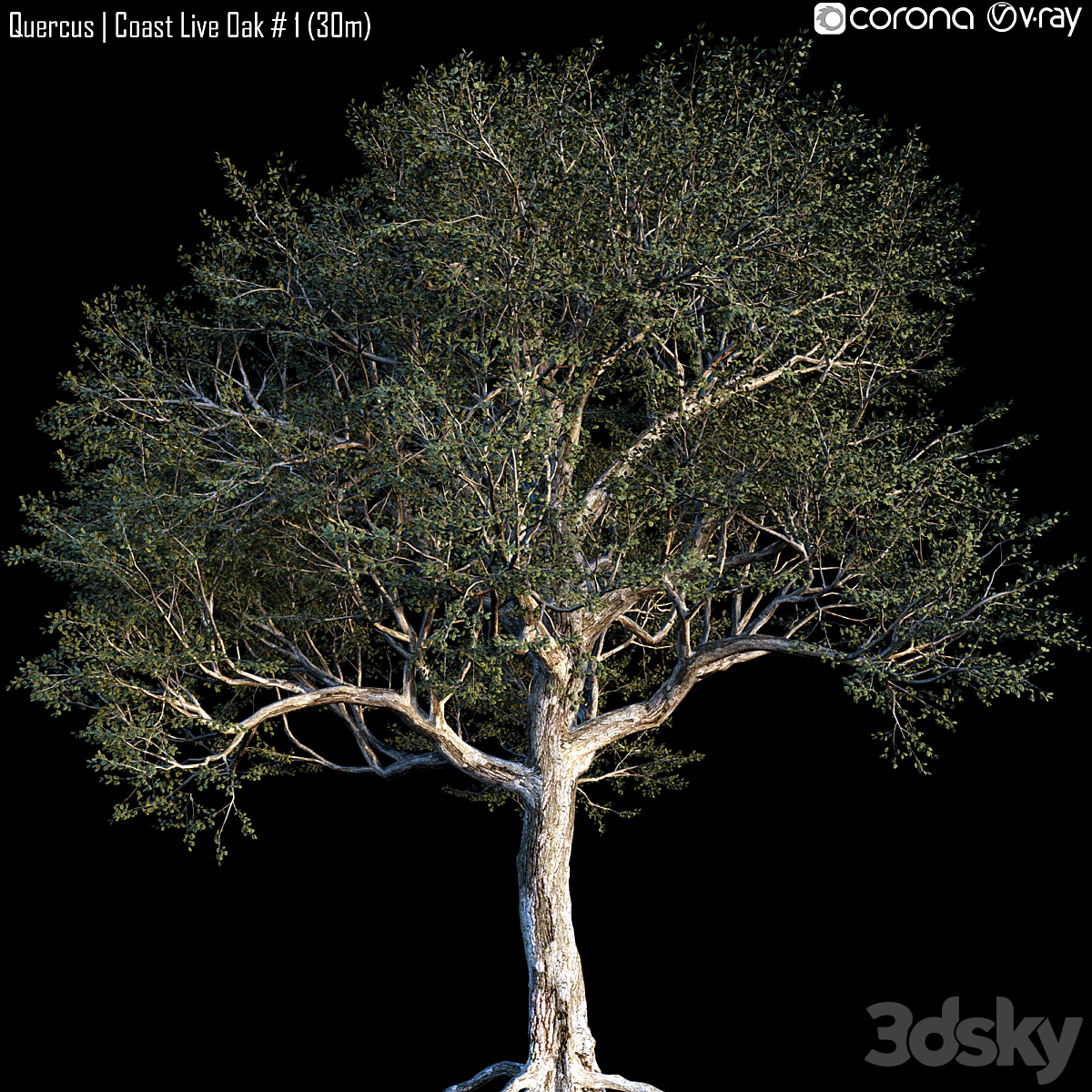 Coastal Live Oak 01_小熊猫超级
