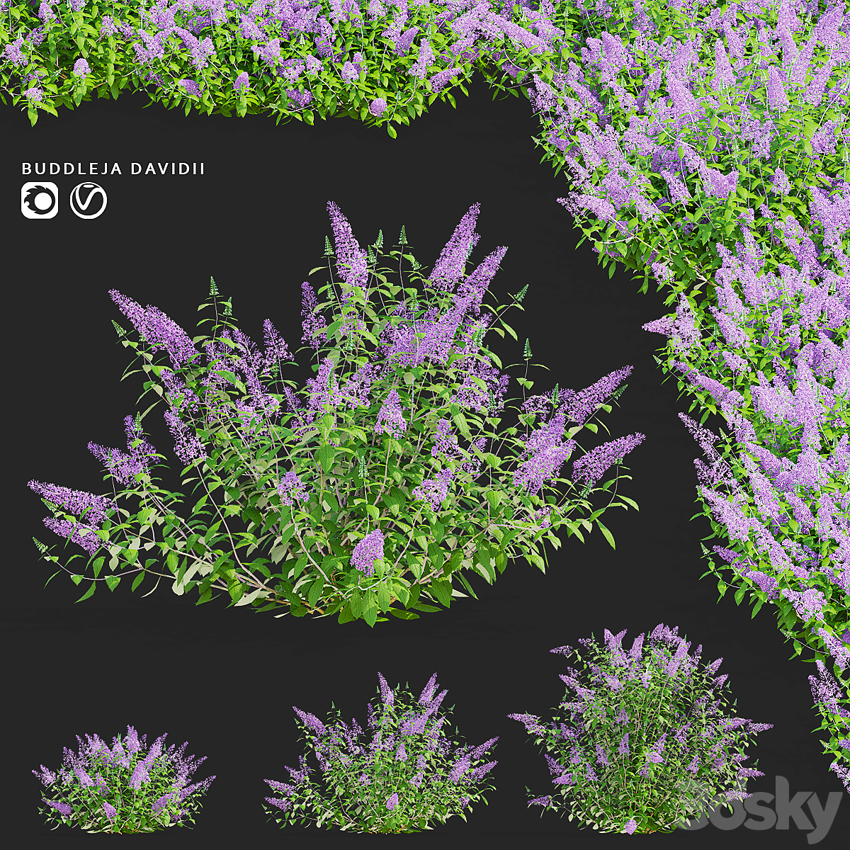 Buddleja davidiii_小熊猫超级
