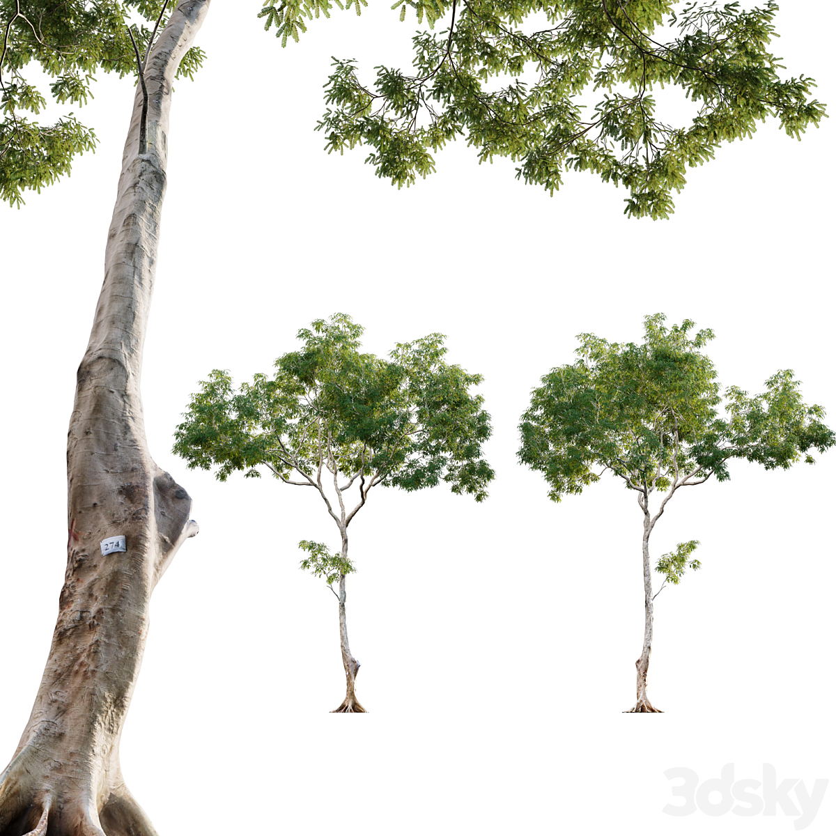 3DTree Dolonix regia 01 green_小熊猫超级