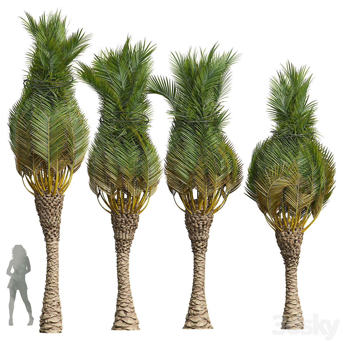 Phoenix Canariensis Washingtonia Robusta_小熊猫超级