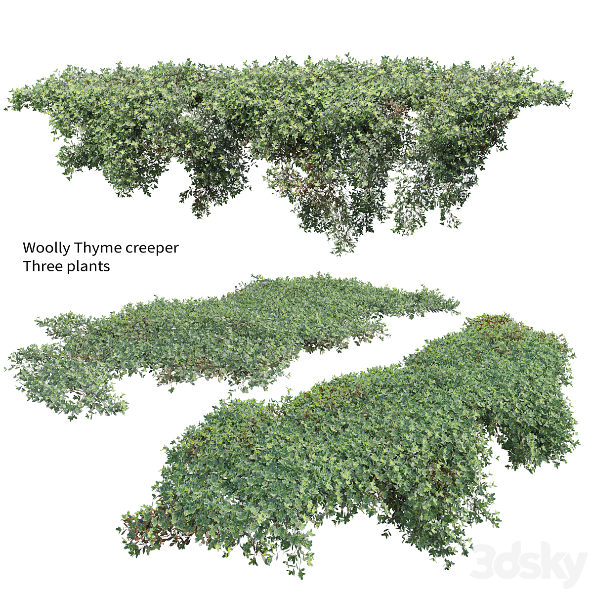 Woolly Thyme_小熊猫超级