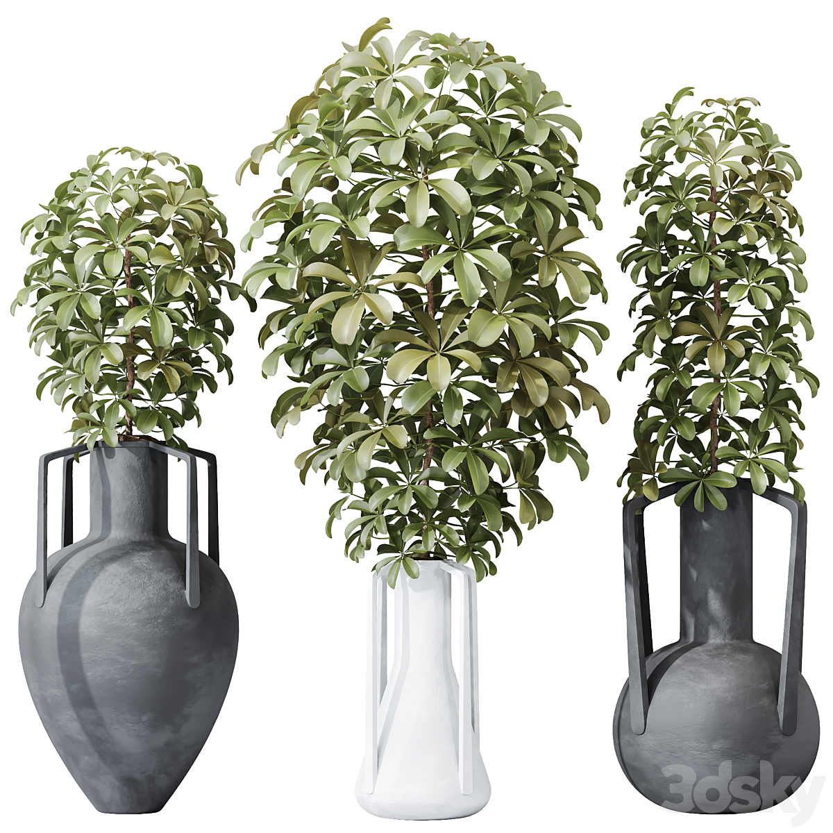 HQ HousePlants Schefflera Arboricola Umbrella 套装04_小熊猫超级
