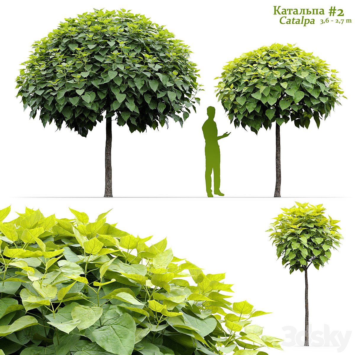 Catalpa V2 2016_小熊猫超级
