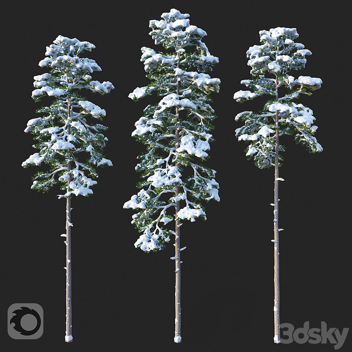 Pine 01 Snow 2016_小熊猫超级