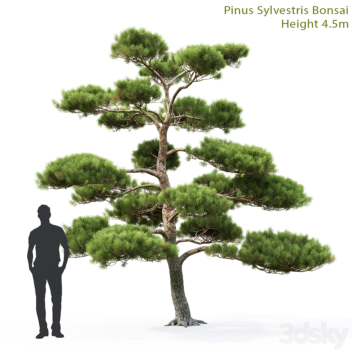 Pinus Bonsai 01(4.5m)( 2013)_小熊猫超级