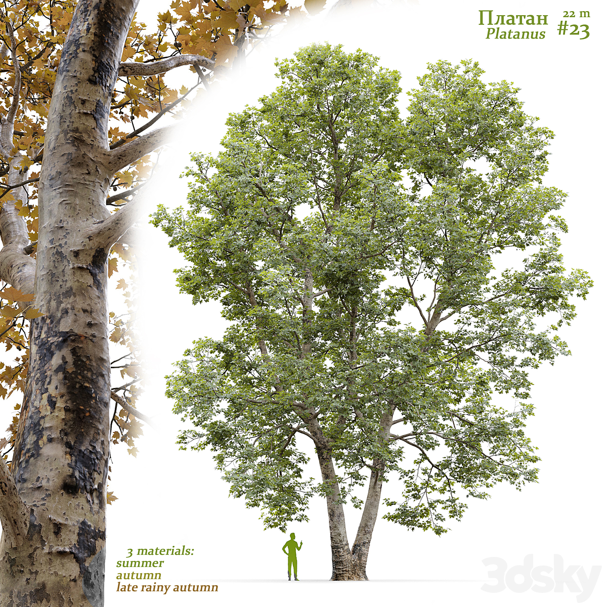 Platanus V23 2016_小熊猫超级