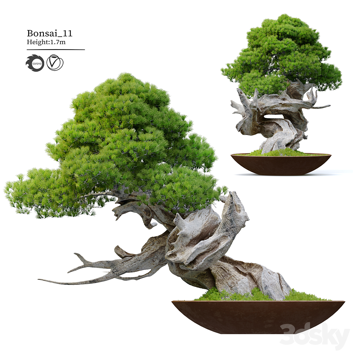 Bonsai 11_小熊猫超级