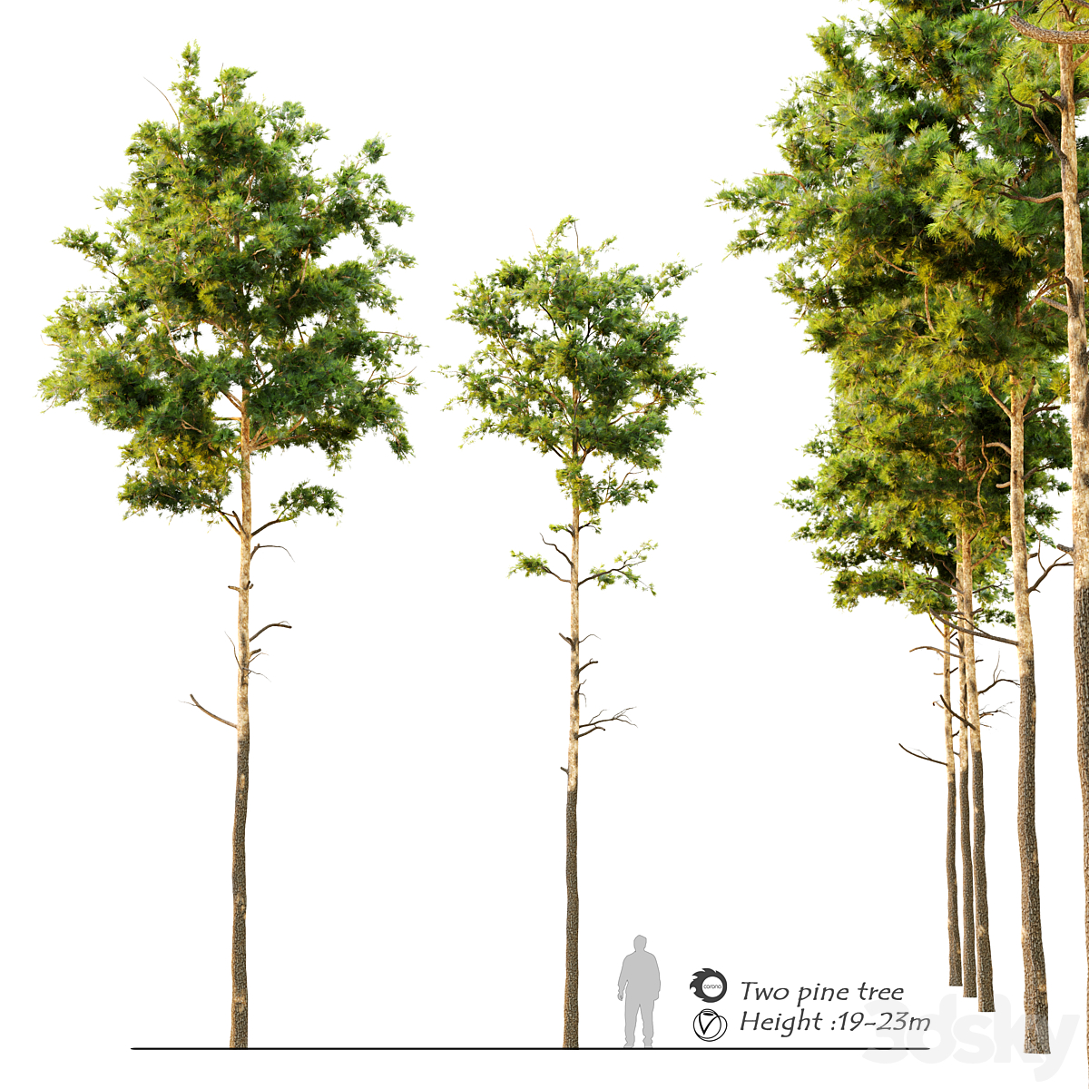 pine9_小熊猫超级