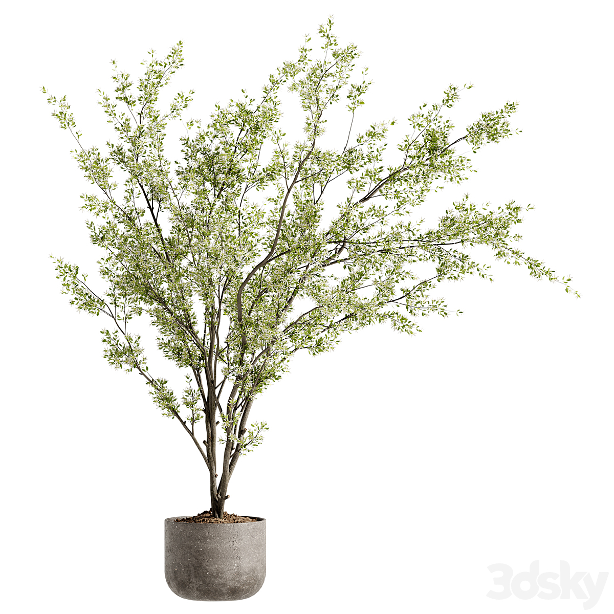 Indoor Bonsai 植物 91_小熊猫超级