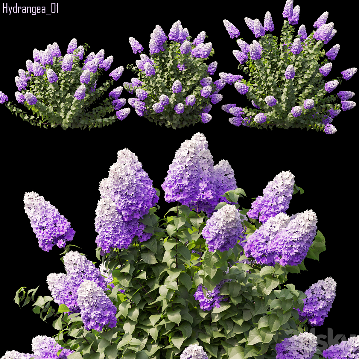 Hydrangea paniculata bush 01( 2013)_小熊猫超级