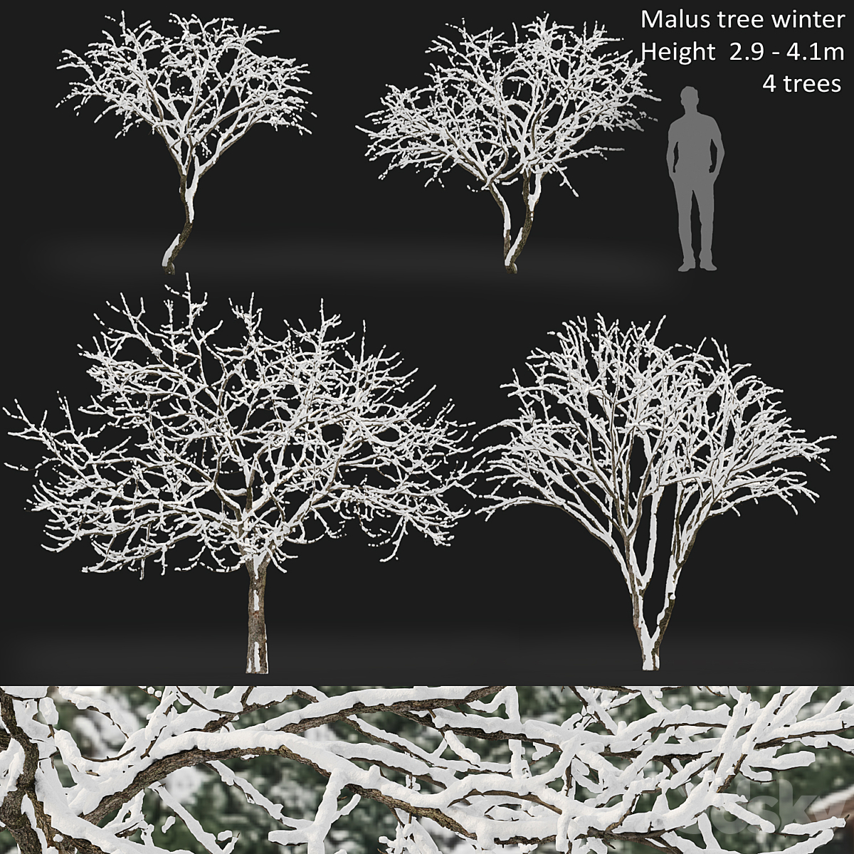 Malus fruit tree winter( 2013)_小熊猫超级