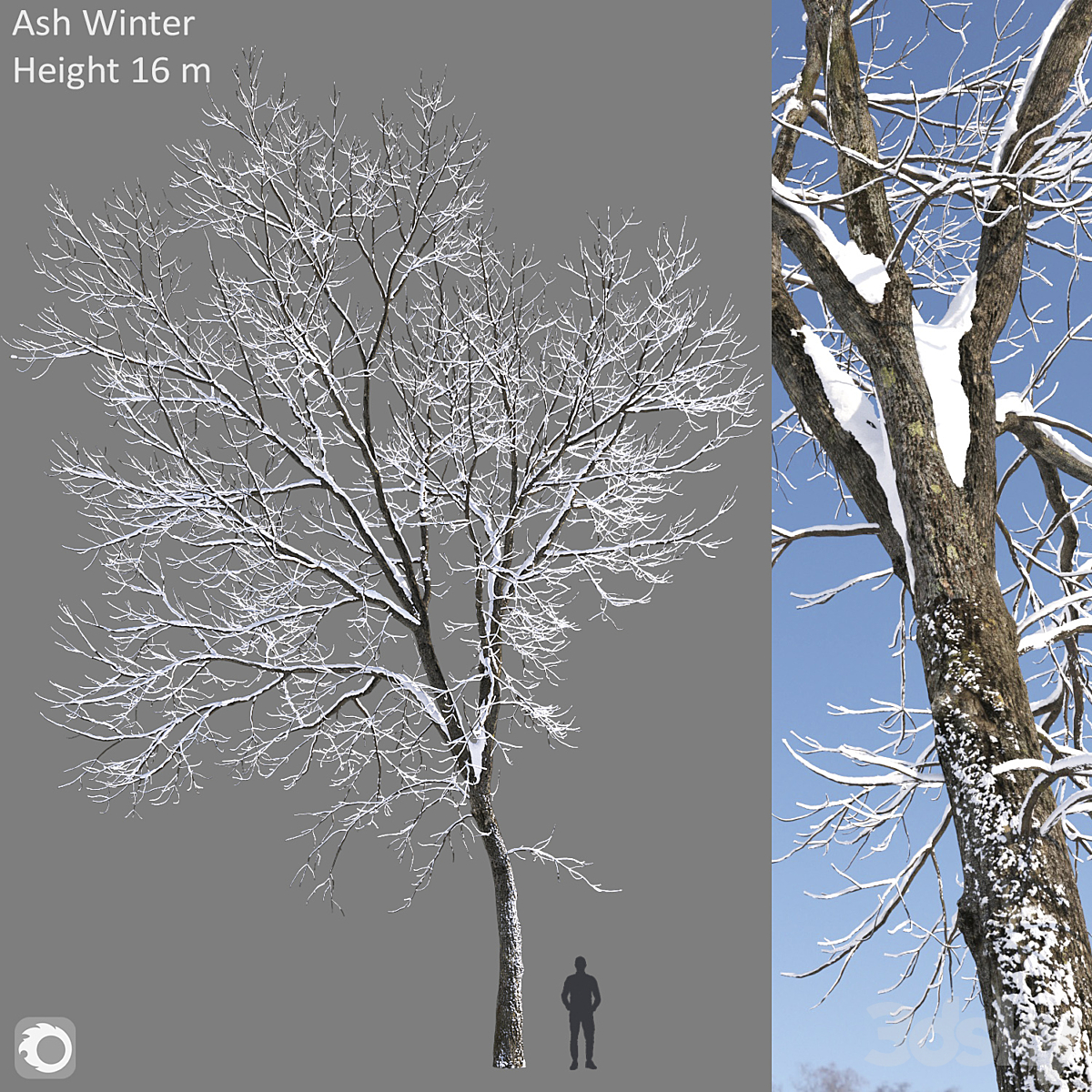 Ash-tree(16m)Winter_小熊猫超级