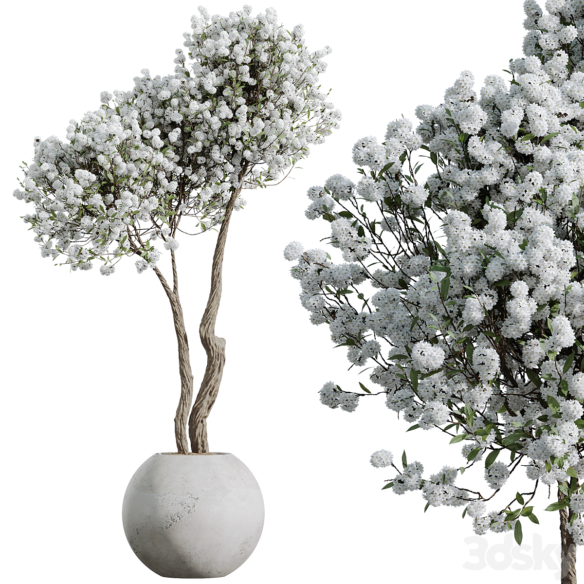 HousePlants Tropez 花盆 Cherry Blossom 装饰 Tree02_小熊猫超级