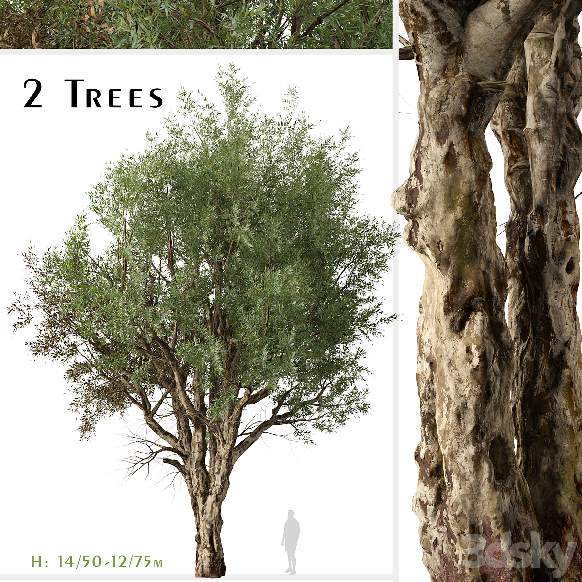 Eucalyptus Camaldulensis_小熊猫超级