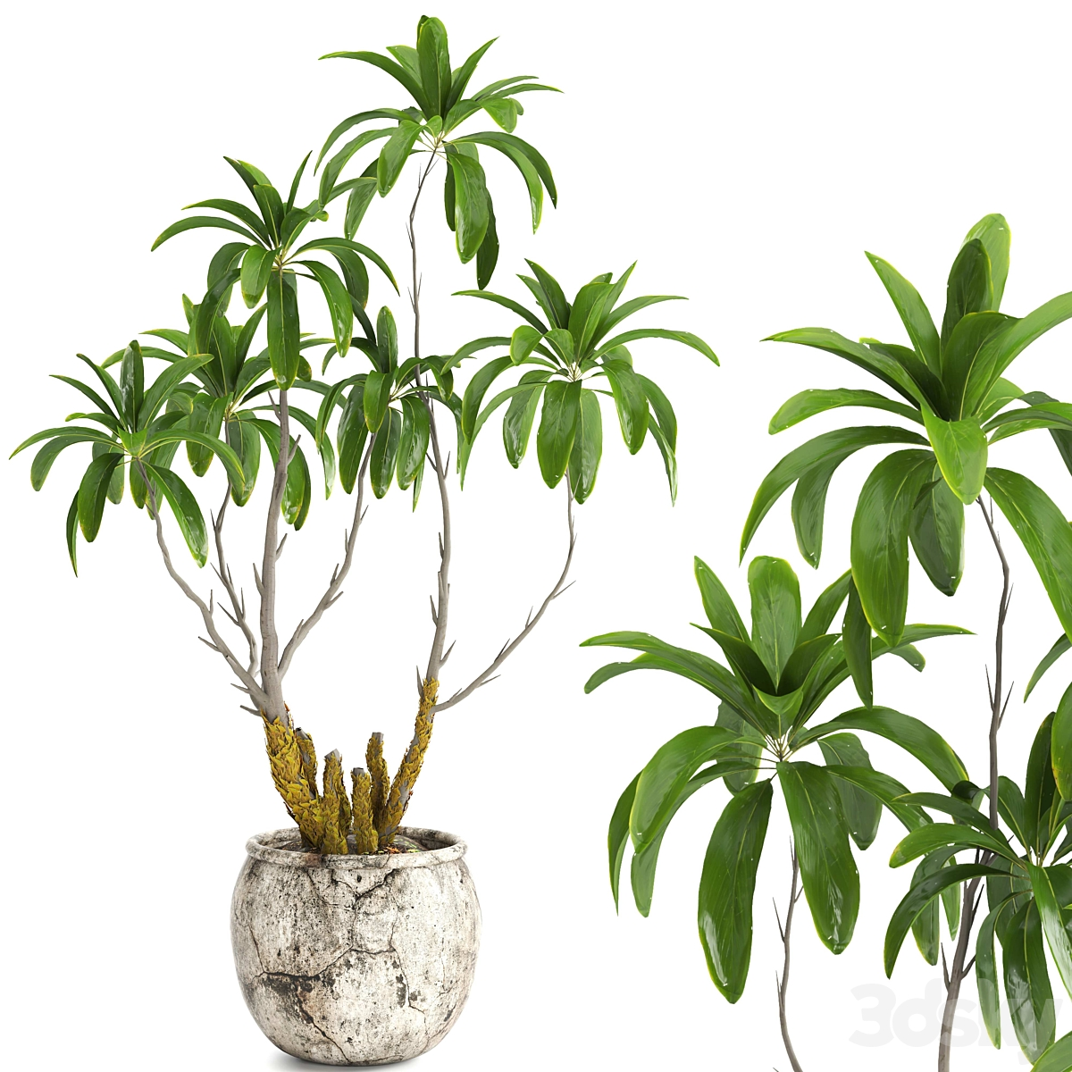 indoor 植物 套装079_小熊猫超级