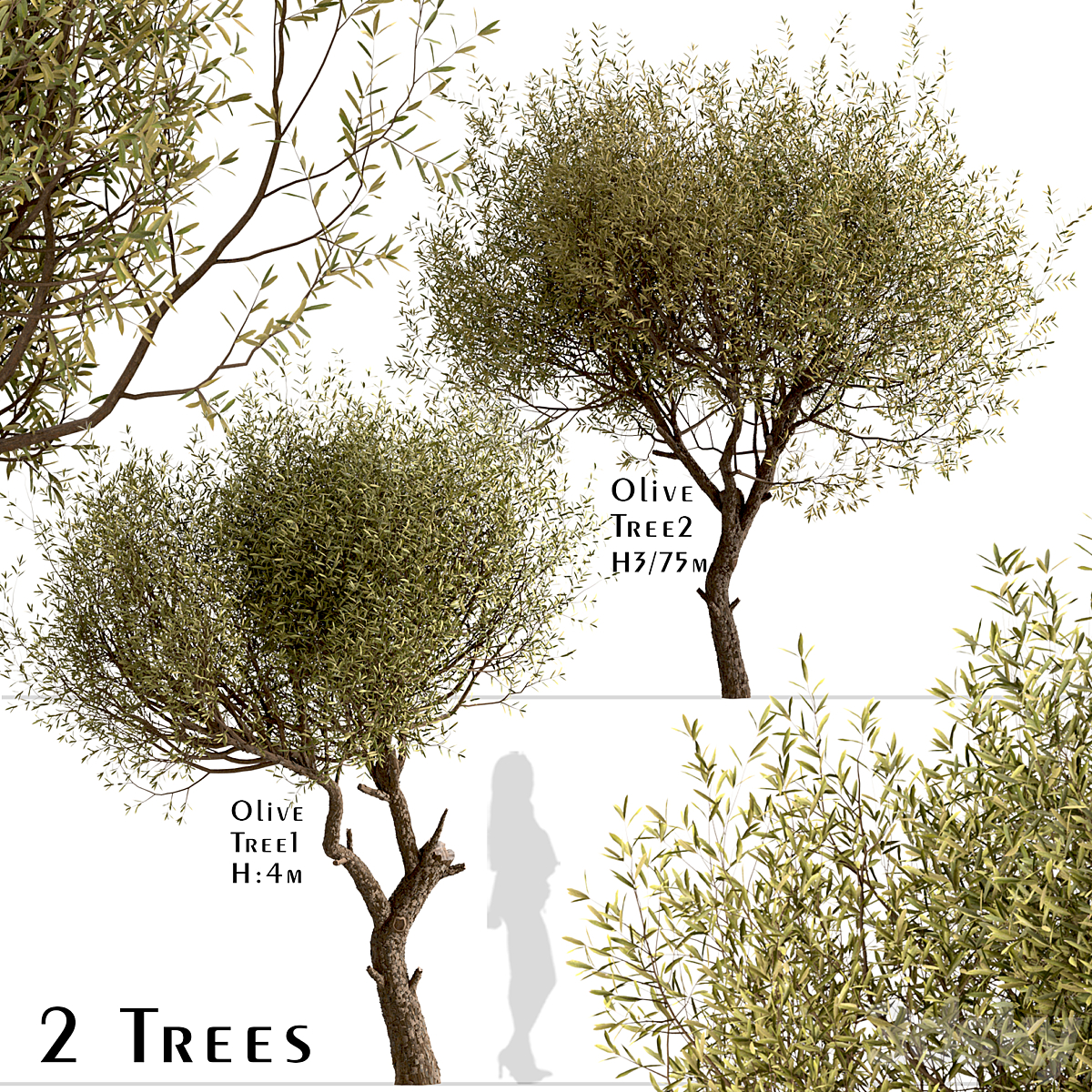 Olive Tree 套装_小熊猫超级
