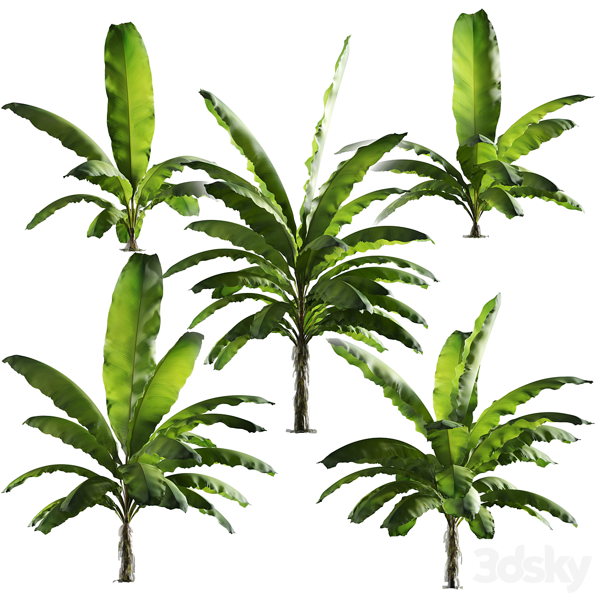 Palm banana 02_小熊猫超级