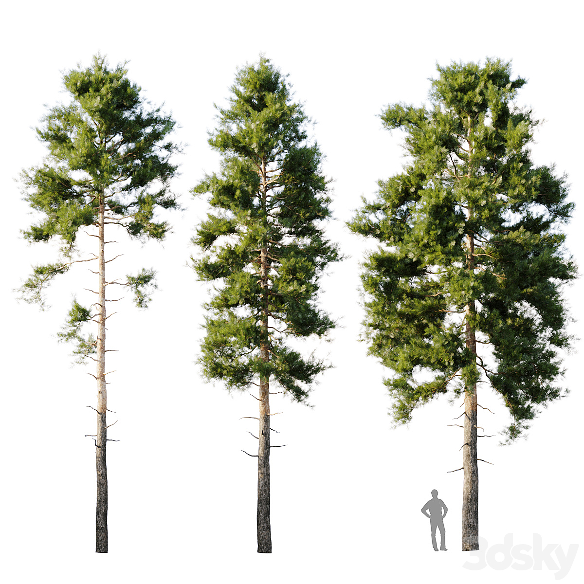 Pinus sylvestris_小熊猫超级