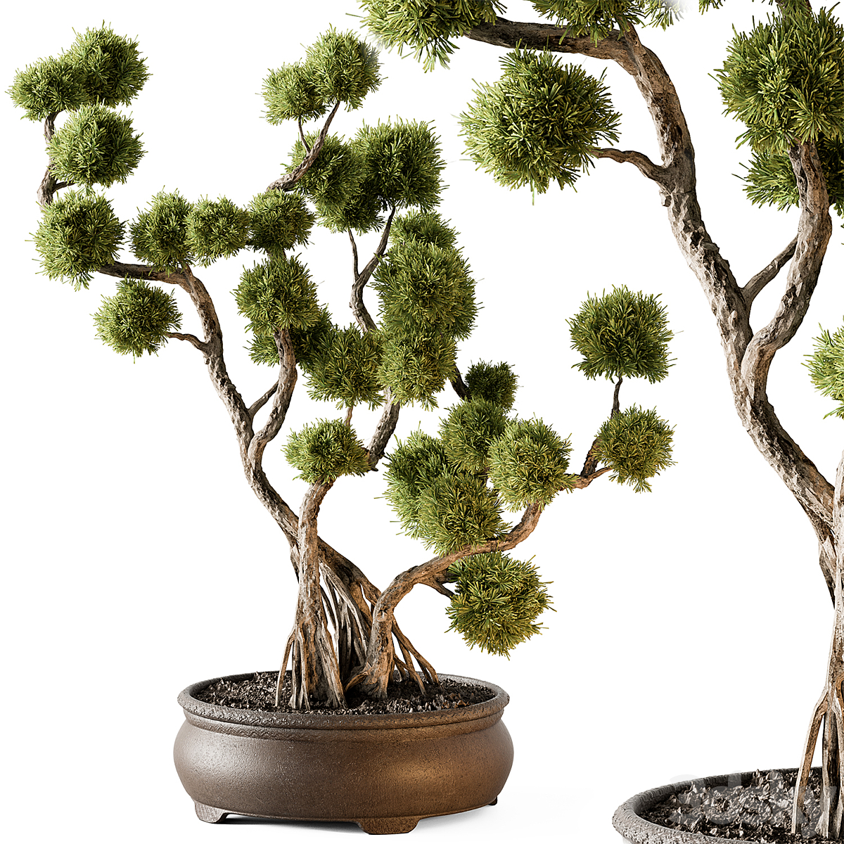Indoor-植物705( )_小熊猫超级