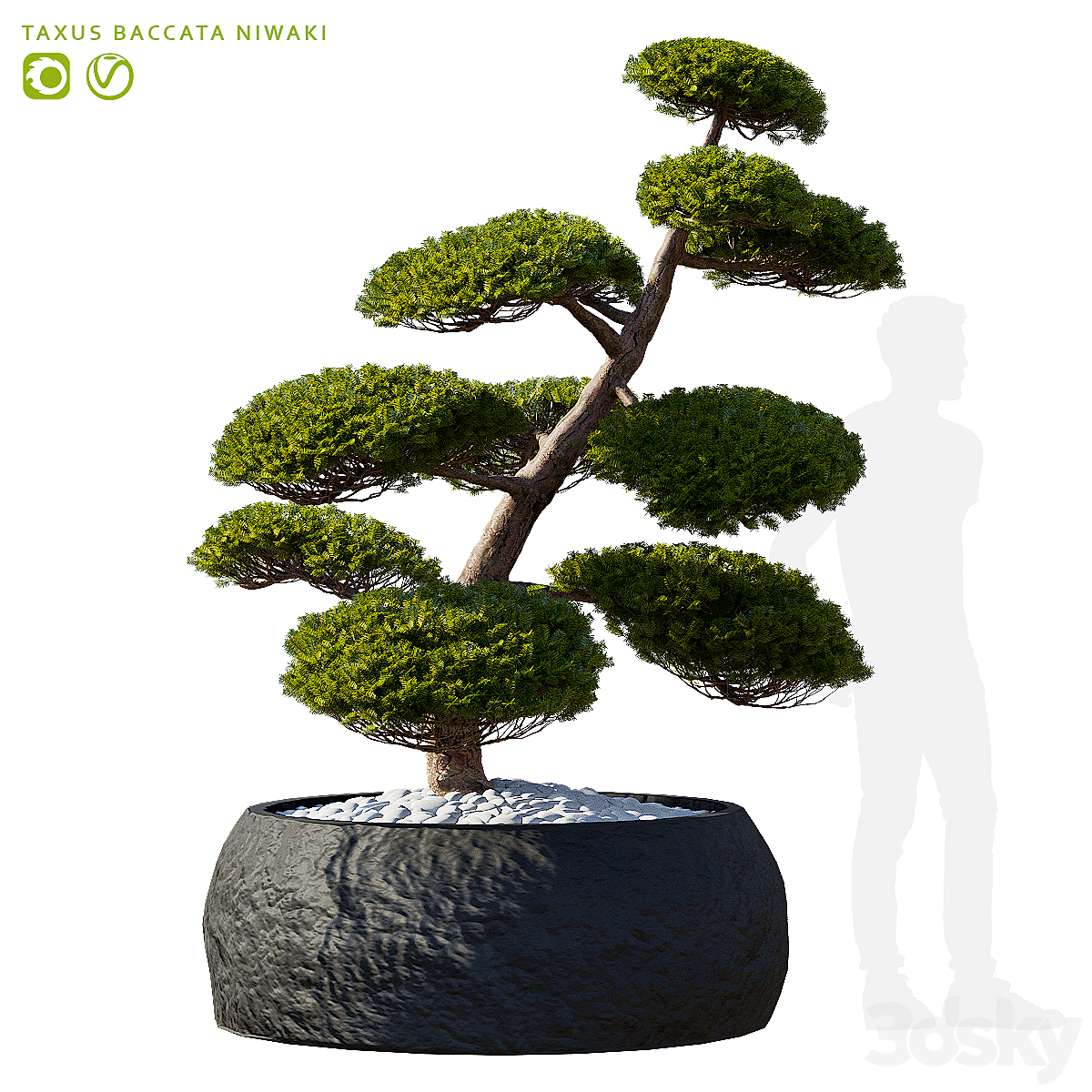 Taxus niwaki_小熊猫超级