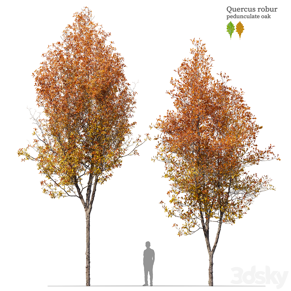 Quercus robur_小熊猫超级