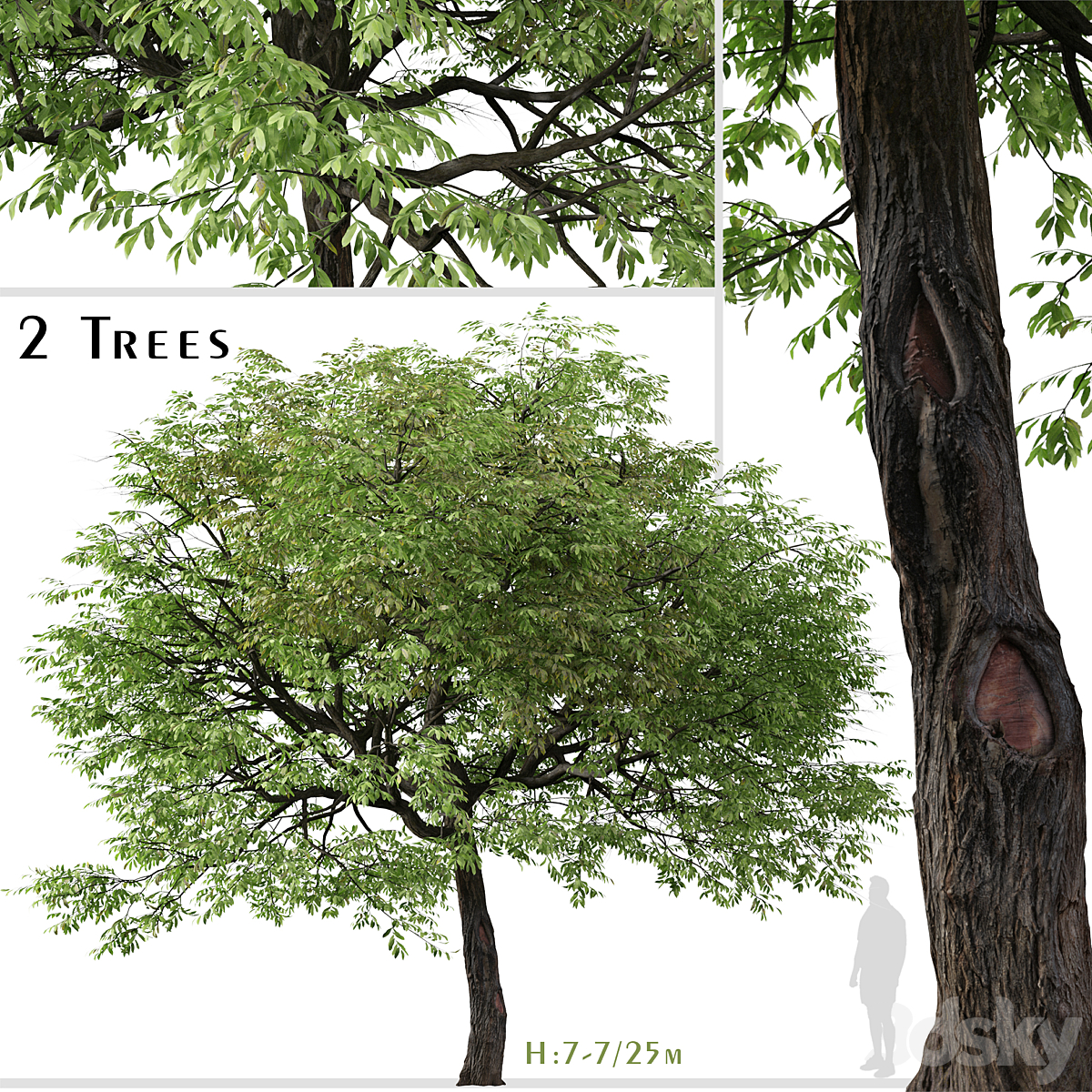 Juglans nigra_小熊猫超级