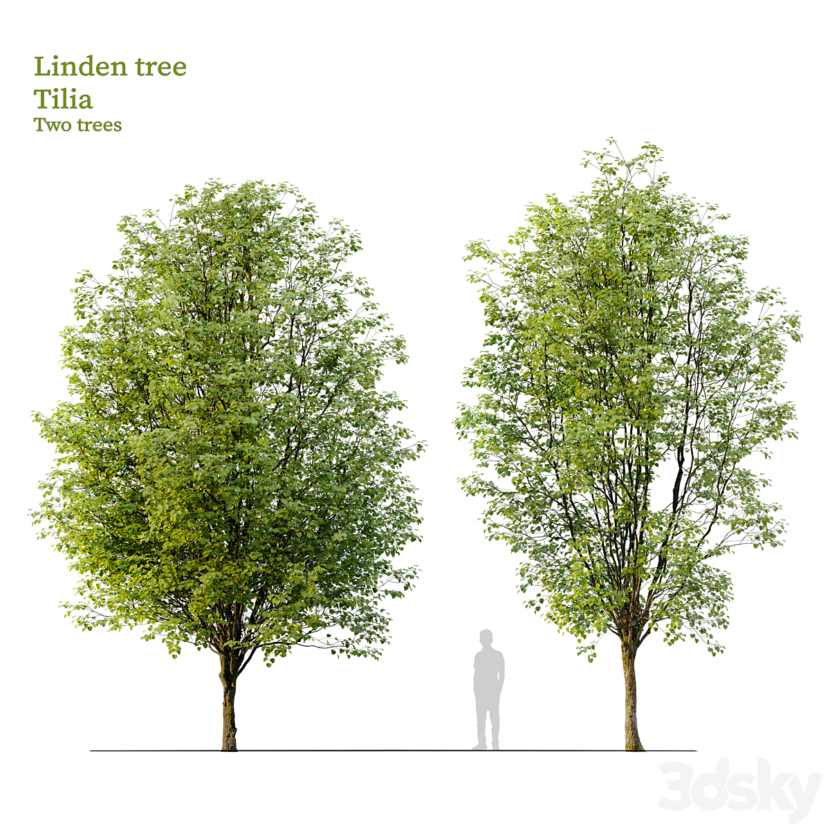 Linden tree_小熊猫超级