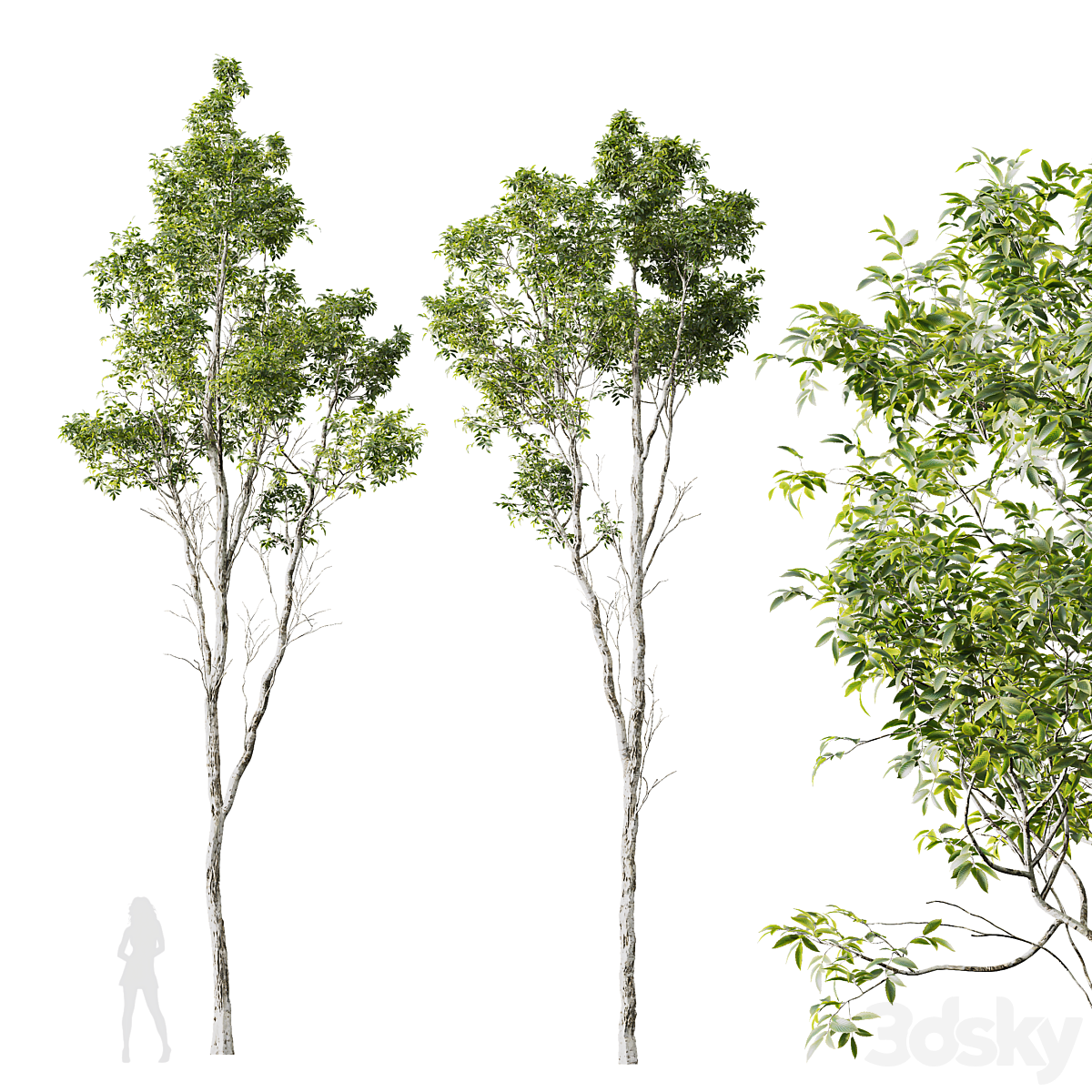 HQ 植物 Castanea Sativa_小熊猫超级