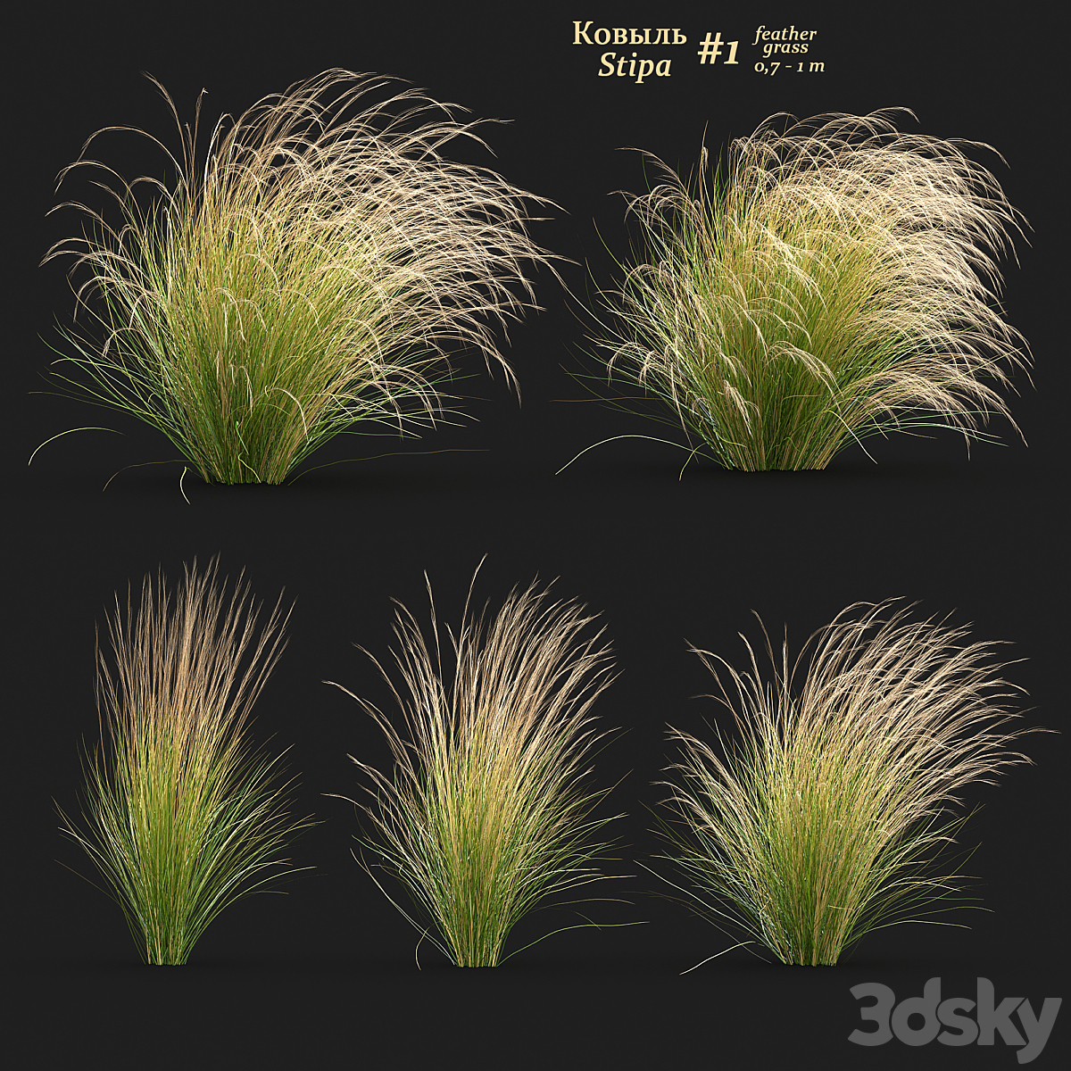 Stipa Feather grass V1 2016_小熊猫超级