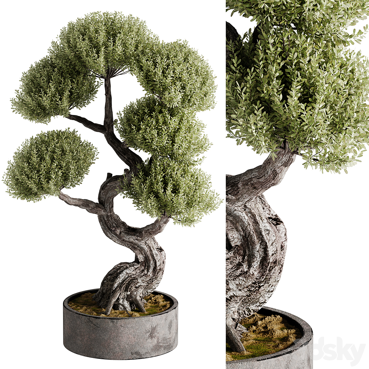 Indoor Bonsai 植物 21 VR_小熊猫超级