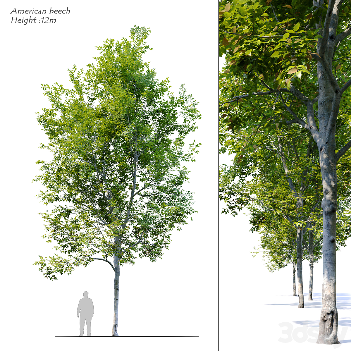 American beech 4_小熊猫超级