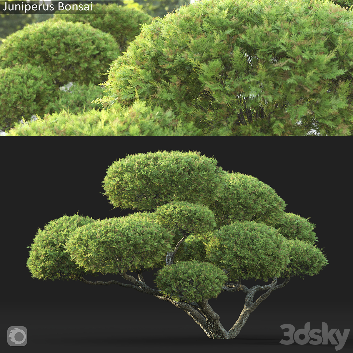 Juniperus Bonsai 01( 2013)_小熊猫超级