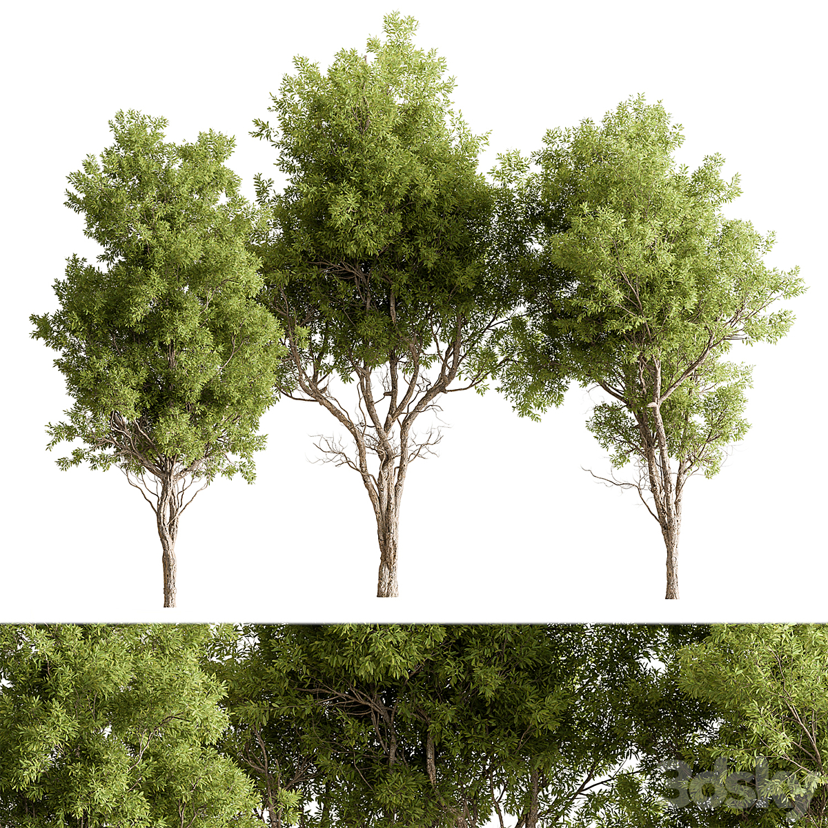 Tree-套装318( )_小熊猫超级
