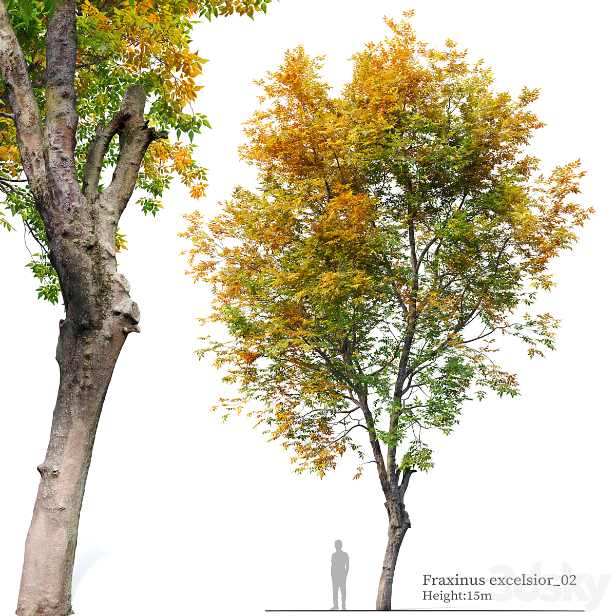 Fraxinus excelsior 02_小熊猫超级