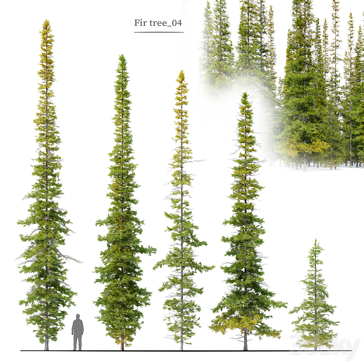 Fir trees 04_小熊猫超级