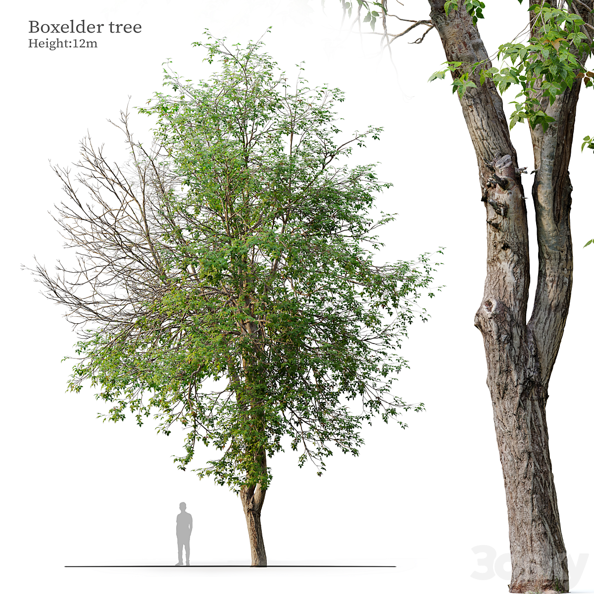Boxelder_小熊猫超级