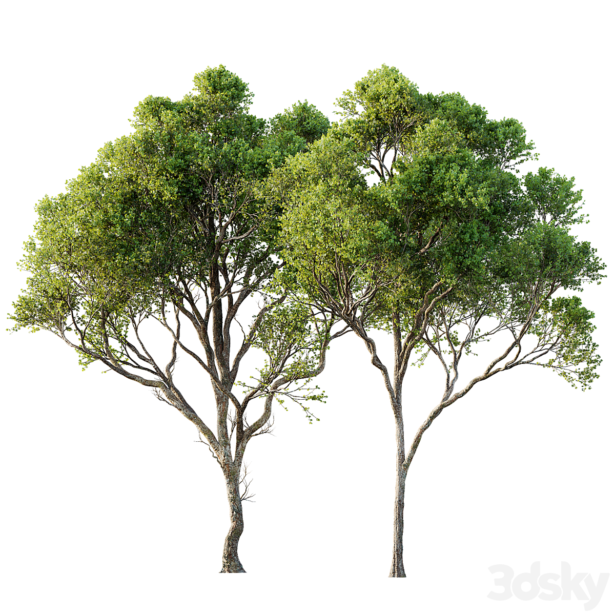 Acer Pseudoplatanus 04-spring trees_小熊猫超级