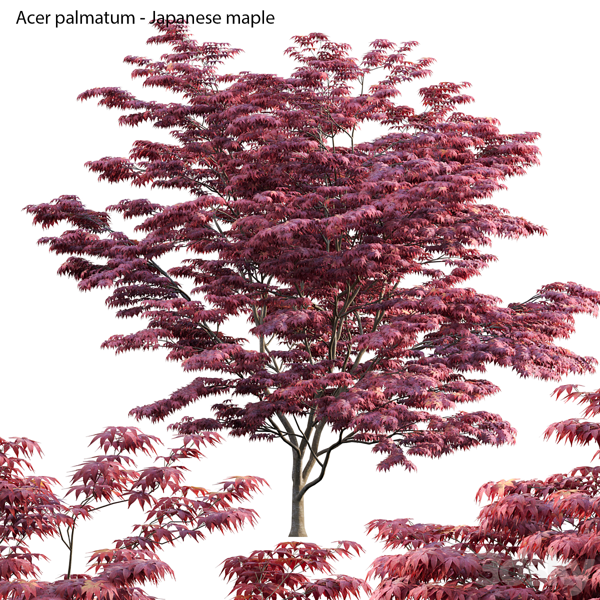 3DTree Acer palmatum V3 04_小熊猫超级