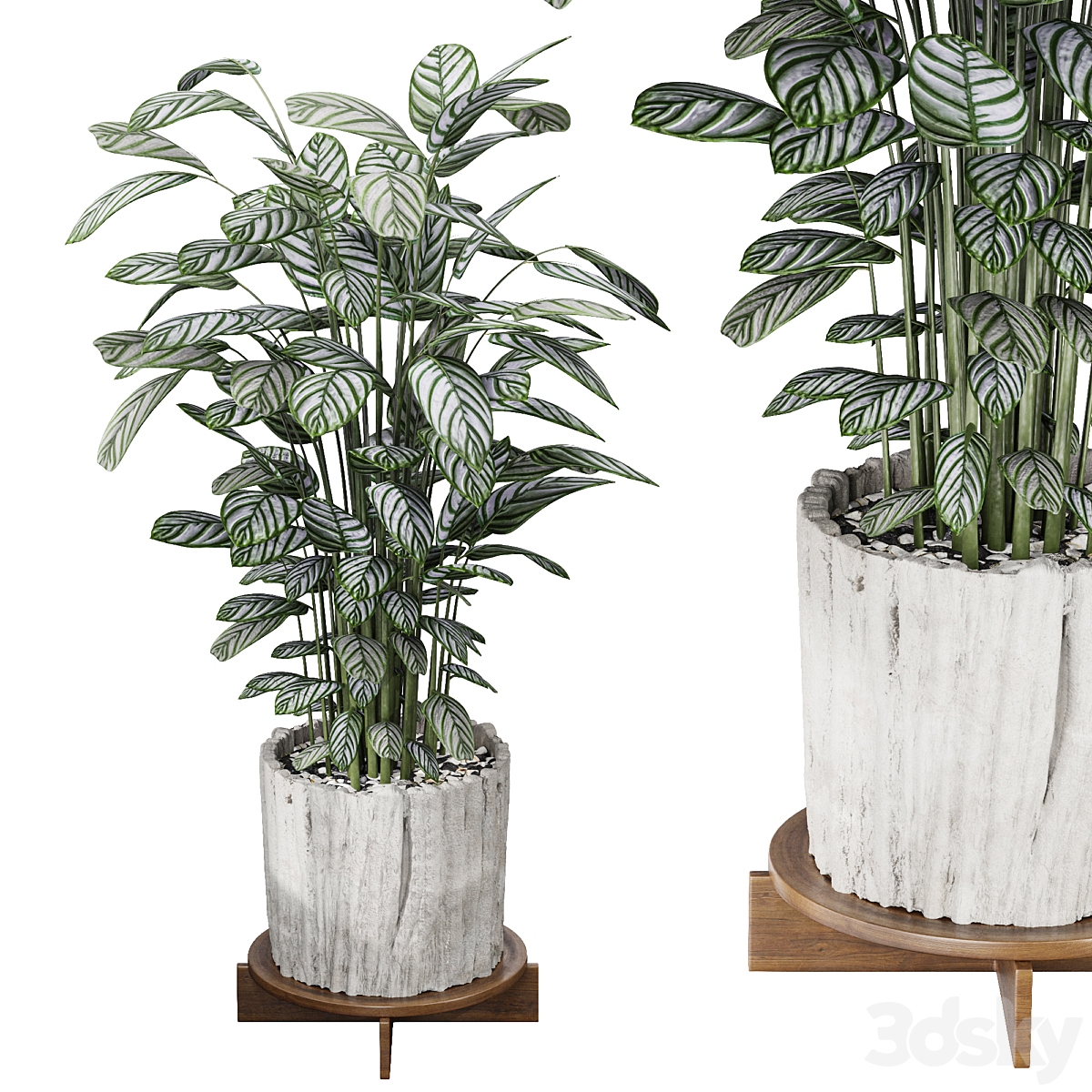 Calathea Oppenheimiana_小熊猫超级