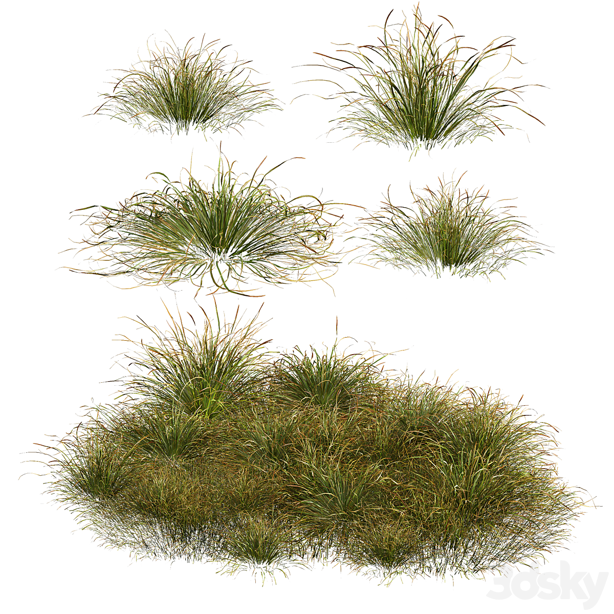 HQ 植物 Stipa arundinacea Anemanthele lessoniana Little_小熊猫超级