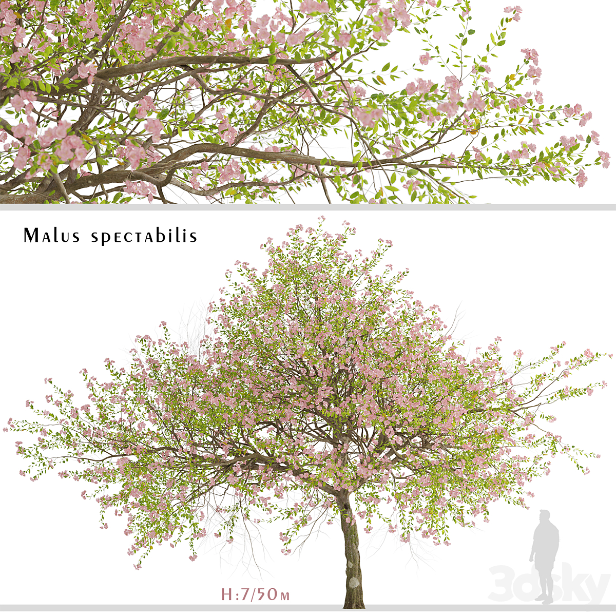 Malus spectabilis1_小熊猫超级