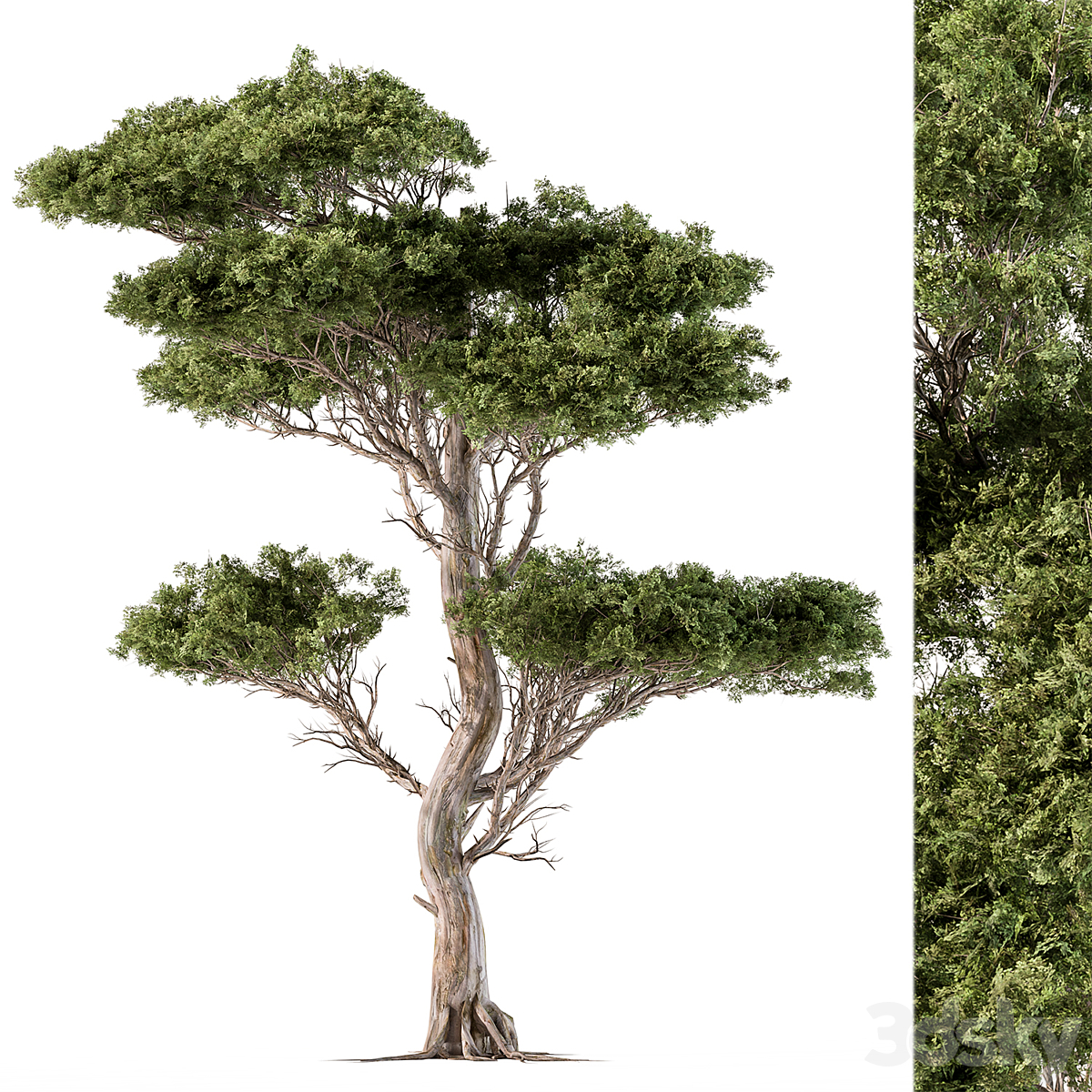 Tree-套装102( )_小熊猫超级